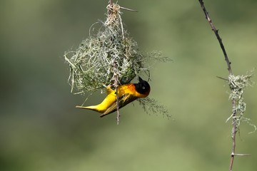 Speke's Weaver, ploceus spekei, Male working on Nest, Bogoria Park in Kenya