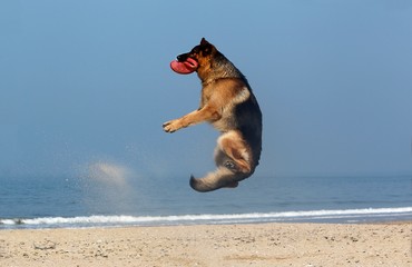 German Shepherd, Male catching frisbee, beach in Normandy