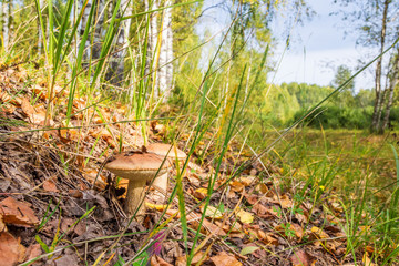 Boletus on a tubercle
