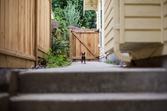 Little dog, big world.