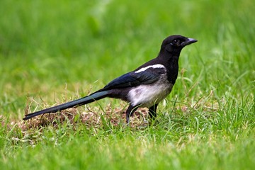 Black Billed Magpie or European Magpie, pica pica, Adult standing on Grass, Normandy