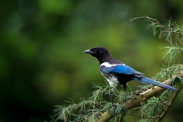 Black Billed Magpie or European Magpie, pica pica, Adult standing on Branch, Normandy