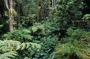 Naklejka premium Tropical Forest with Luxuriant Vegetation, Hawaii