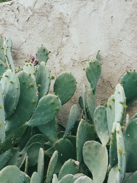 Mobile photograph of cacti