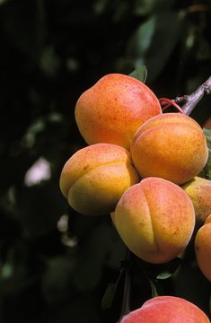 Apricots On Branch, Prunus Armeniaca