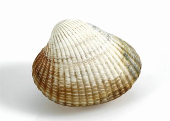 Common Cockle, cerastoderma edule against White Background