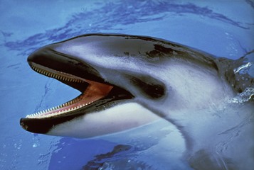 Dolphin with Open Mouth standing at Surface
