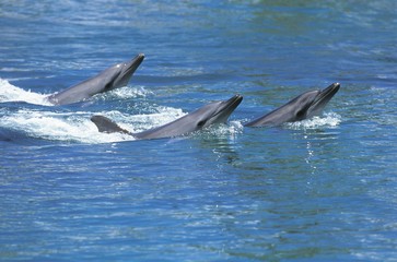 Group of Dolphins at Surface, Australia