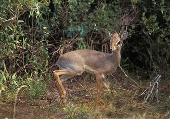 Kirk's Dik Dik, madoqua kirkii, Samburu Park in Kenya
