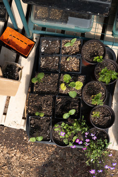 Tray of assorted seedlings
