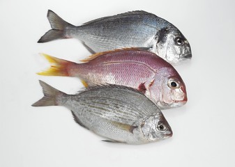 Fresh Fishes, Red Sea Bream, pagellus bogaraveo and Grey Sea Bream, pondyliosoma cantharus, and Gilthed Bream, sparus auratus