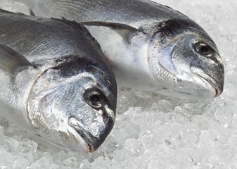 Gilthed Bream, sparus auratus, Fresh Fish on Ice