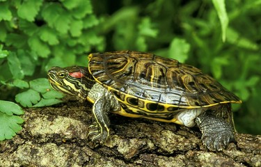 Red-Eared Terrapin, trachemys scripta elegans