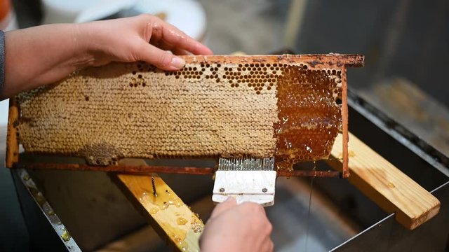 Uncovering the honeycombs with the scraper by hand, honey harvest.