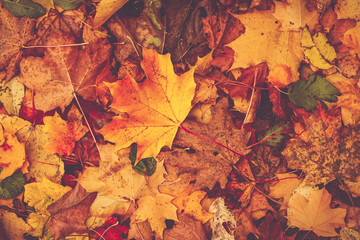 multicolored leaves on the grass in the park