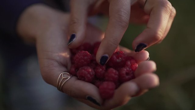 Hand full of fresh raspberry
