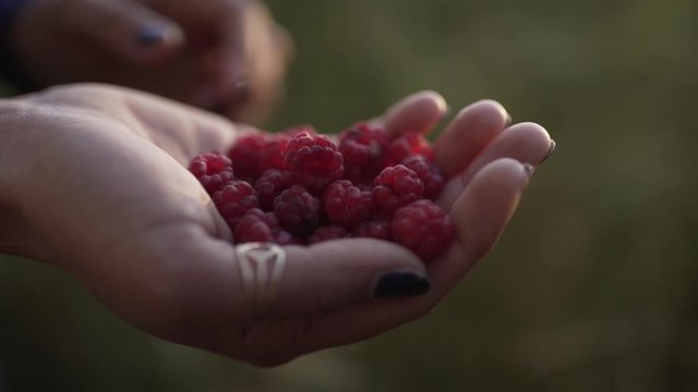 Hand full of fresh raspberry