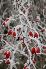 givre sur baies rouges