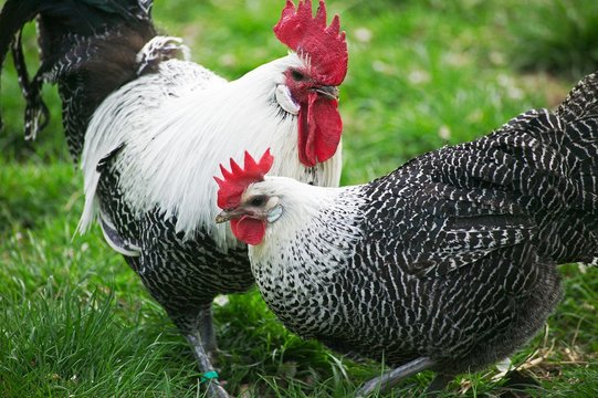 Domestic Chicken, Brakel or Braekel Hen and Rooster, a Belgian Breed