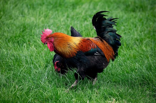 Domestic Chicken, Brown Red Marans Hen and Rooster, a French Breed