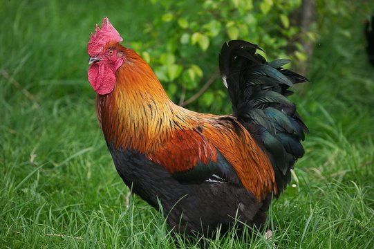 Domestic Chicken, Brown Red Marans Rooster, a French Breed