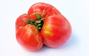 tomate ,isolé ,coeur de boeuf bio du jardin