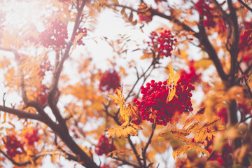 Rowan tree branches with berries in autumn