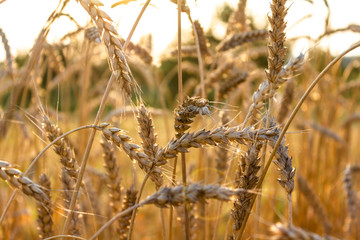 Wheat ears in the sun