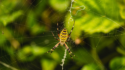 Tygrzyk paskowany (Argiope bruennichi) – gatunek pająka sieciowego z rodziny krzyżakowatych. Samice osiągają do 25 mm, samce tylko 7 mm. Nazwe swą zawdzięcza ubarwieniu podobnemu do futra tygrysa.