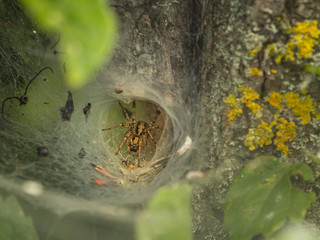 Lejkowiec labiryntowy (Agelena labyrinthica) – gatunek pająka z rodziny lejkowcowatych .Lejkowce...