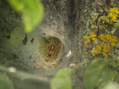 Lejkowiec labiryntowy (Agelena labyrinthica) &ndash; gatunek pająka z rodziny lejkowcowatych .Lejkowce budują duże, lejkowate sieci. Żywi się przeważnie chrząszczami, błonkoskrzydłymi, prostoskrzydłymi .