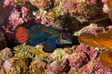 Mandarinfish, synchiropus splendidus Camouflaged in Coral