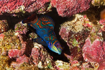 Obraz na płótnie Canvas Mandarinfish, synchiropus splendidus Camouflaged in Coral