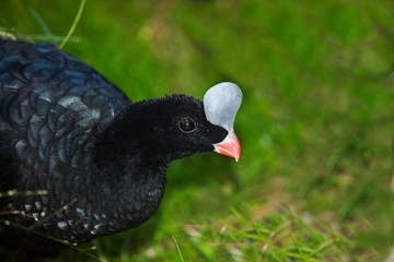 Helmeted Curassow, pauxi pauxi, Portrait of Adult