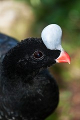 Helmeted Curassow, pauxi pauxi, Portrait of Adult