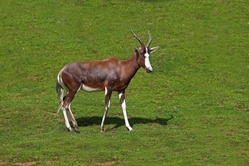 Blesbok or Bontebok, damaliscus pygargus phillipsi