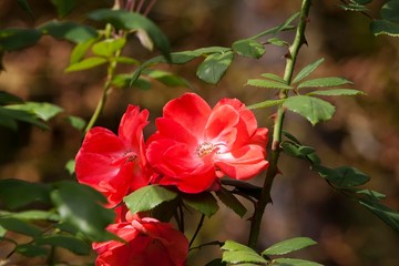 Dog Rose, rosa canina