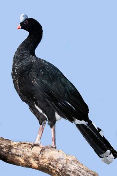 Helmeted Curassow, pauxi pauxi, Adult standing on Branch