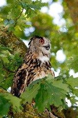 European Eagle Owl, asio otus, Adult standing in Oak Tree, Normandy