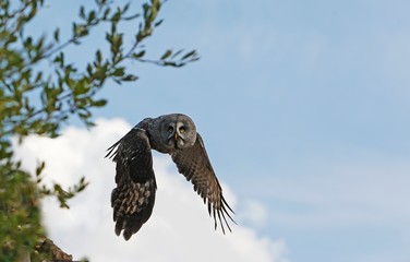 Great Grey Owl, strix nebulosa, Adult in Flight