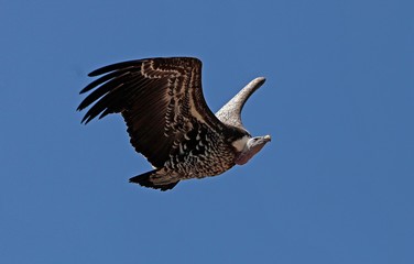 Ruppell's Vulture, gyps rueppellii, Adult in Flight against Blue Sky