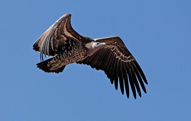 Ruppell's Vulture, gyps rueppellii, Adult in Flight against Blue Sky