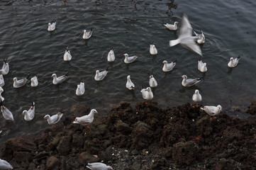 seagulls on the beach rock ,Dubai Uae .