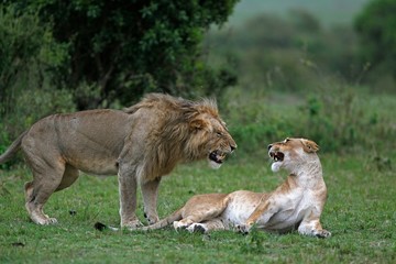 African Lion, panthera leo, Pair Mating, Masai Mara Park in Kenya