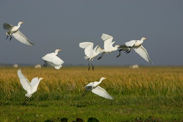 Cattle Egret, bubulcus ibis, Group in Flight, Los Lianos in Venezuela