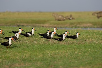 Black Skimmer, rynchops niger, Los Lianos in Venezuela