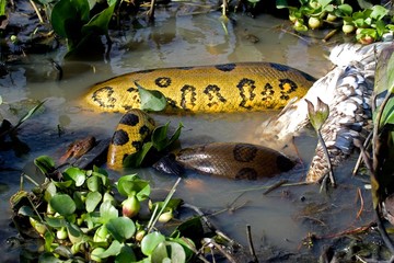 Green Anaconda, eunectes murinus Eating Wood Stock, mycteria americana, Los Lianos in Venezuela