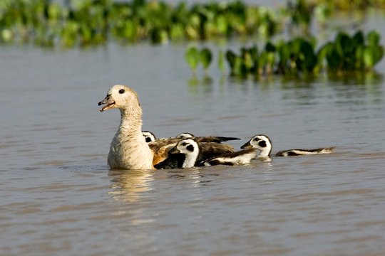 Orinoco Goose, neochen jubata, Adult with Chicks on Water, Los Lianos in Venezuela