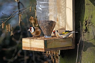 Goldfinch, carduelis carduelis, Birds at Trough, Normandy