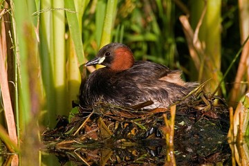 Little Grebe, tachybaptus ruficollis, Adult standing on Nest, Pond in Normandy